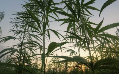 Hemp Crop Insurance – A Closer Look