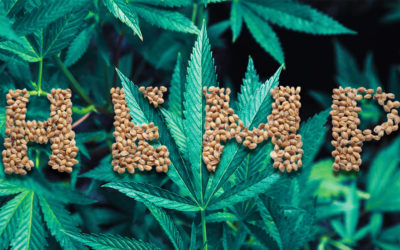 Deadlines Loom for Hemp Crop Insurance Programs