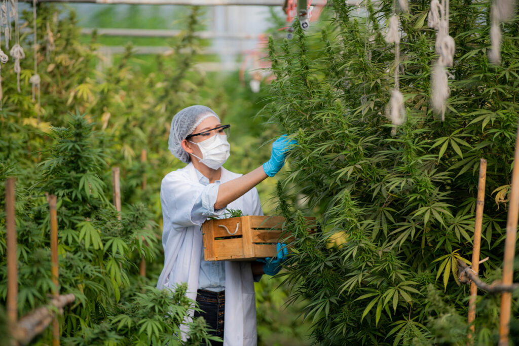 OSHA Spotlights Cannabis Industry Allergen Risks