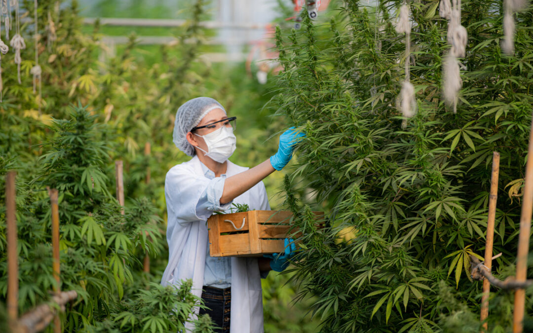 OSHA Spotlights Cannabis Industry Allergen Risks