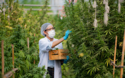 OSHA Spotlights Cannabis Industry Allergen Risks